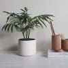 Indoor plant in a white pot next to decorative wooden containers and stacked books, enhancing the aesthetic of a digital marketing workspace.